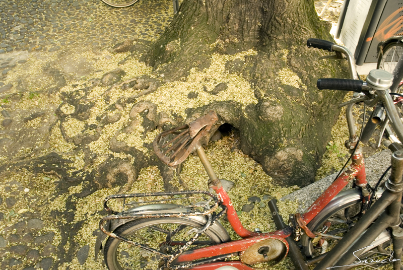 Las bicicletas son para el verano...