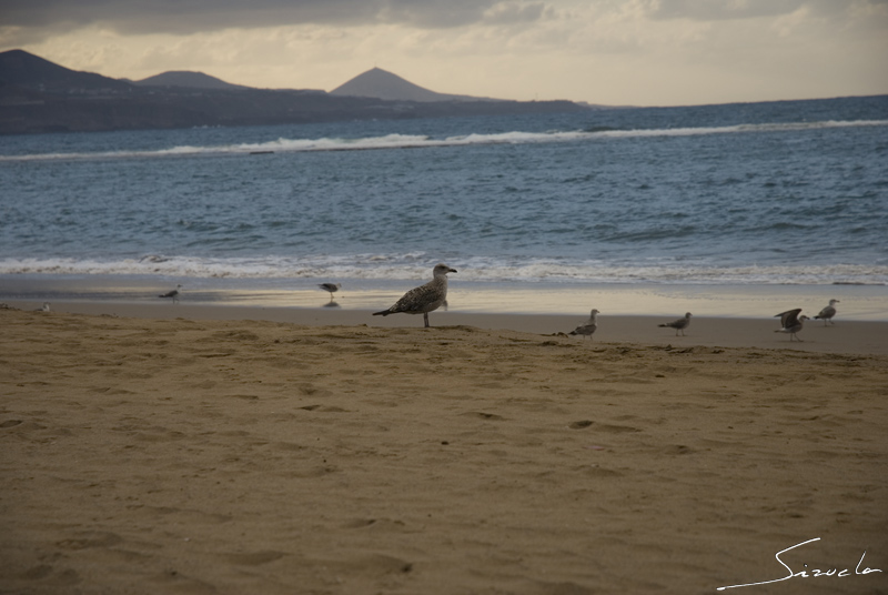 Los pájaros