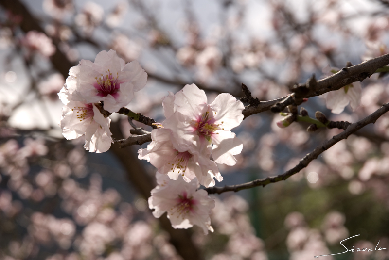 Almendros en flor....