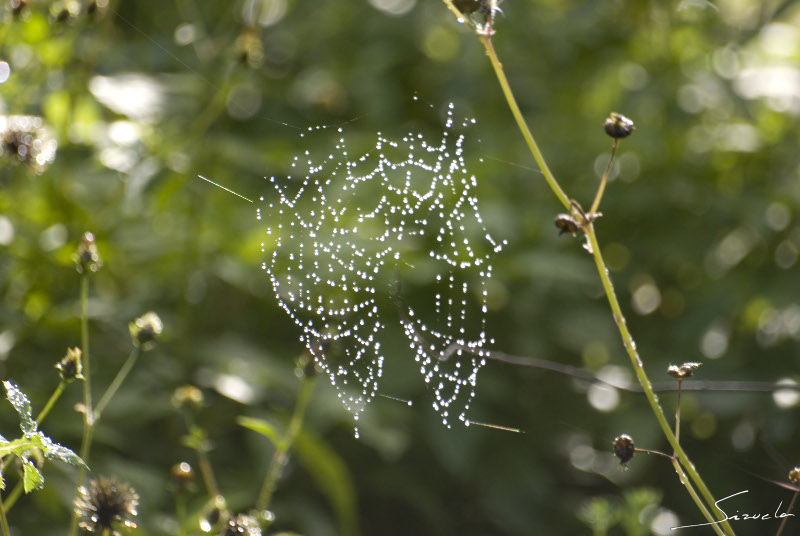 Araña....