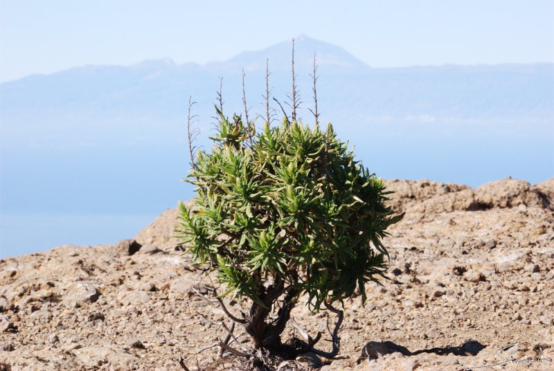 Roque Nublo 3...