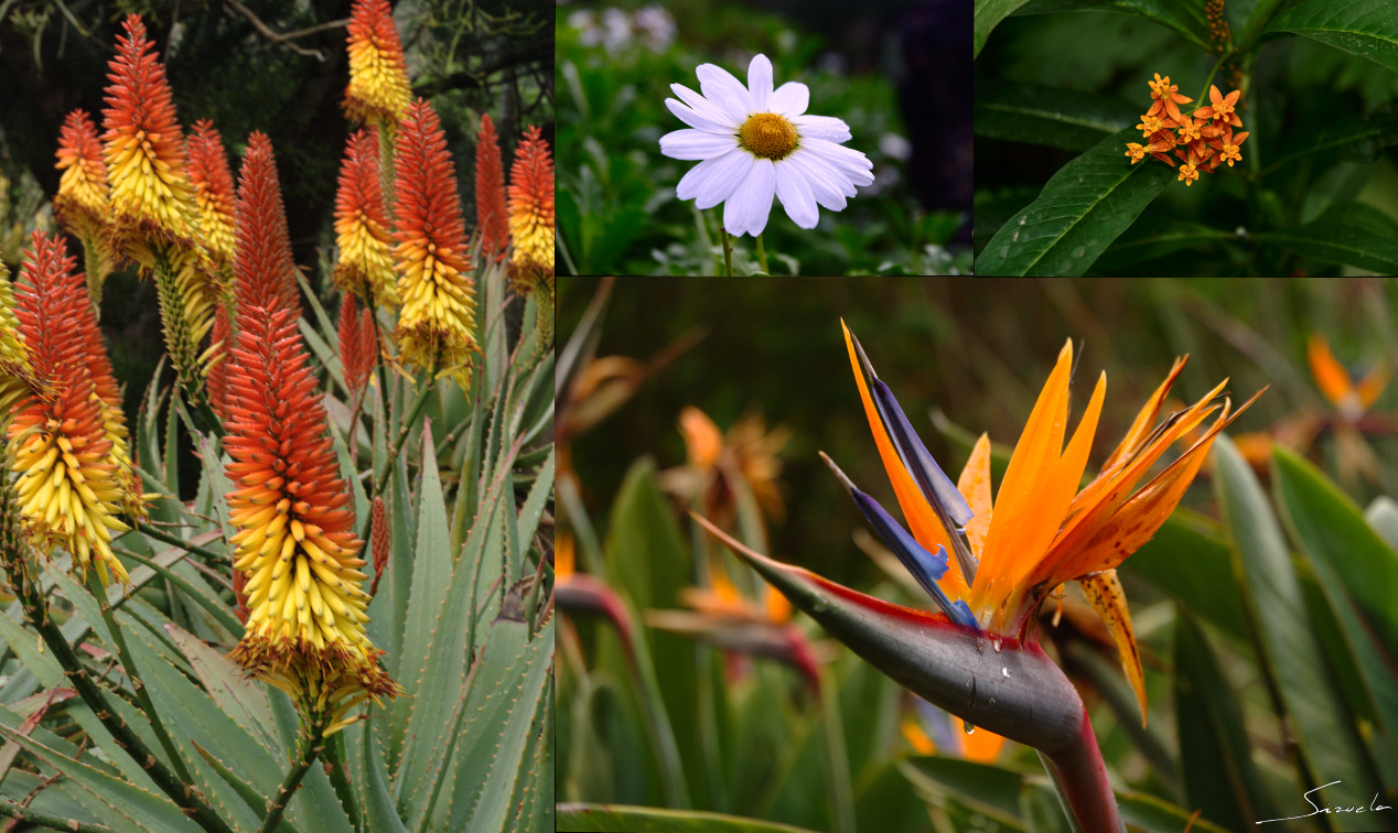 Jardín Canario...